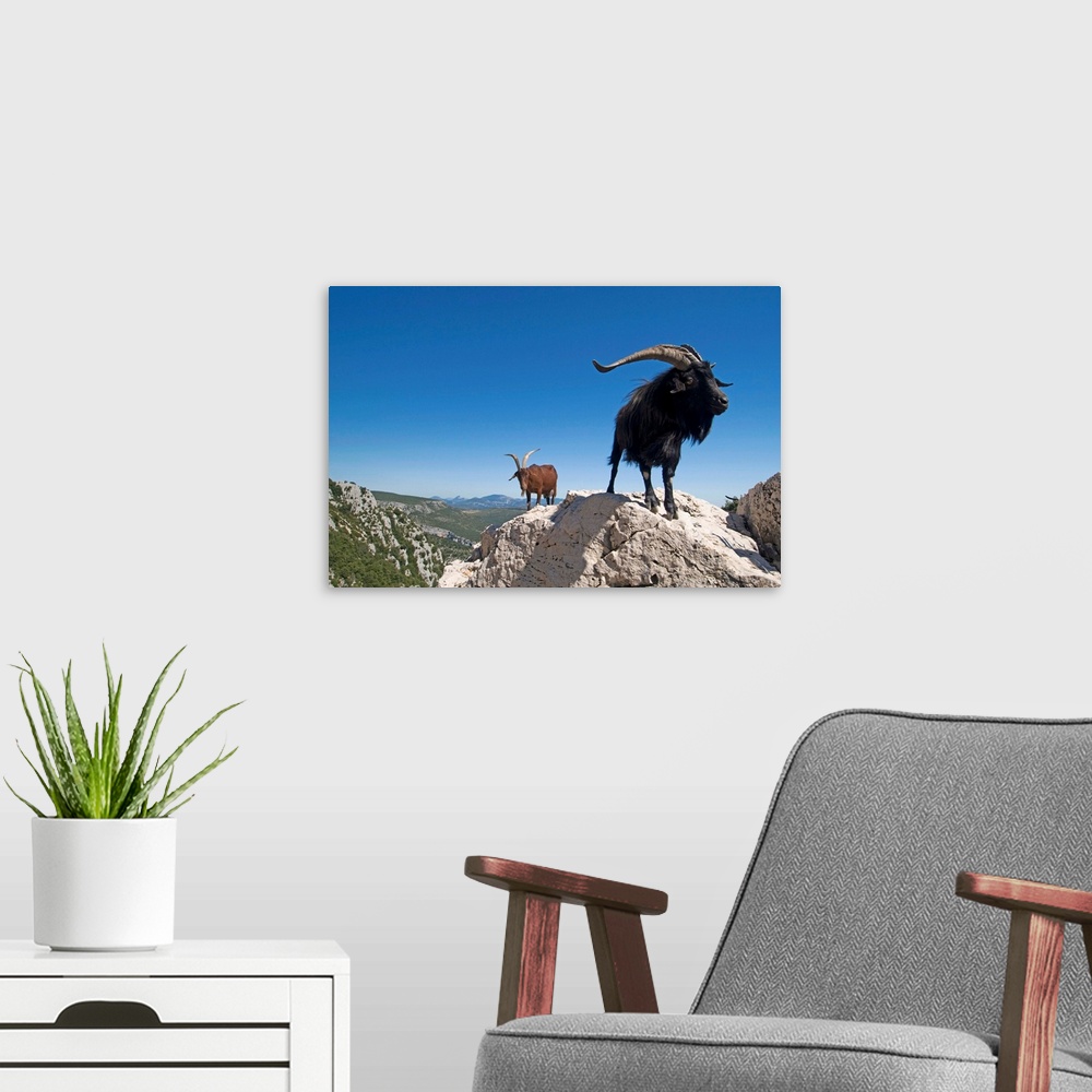 A modern room featuring Mountain goats overlooking the Gorges du Verdon, Provence, France, Europe