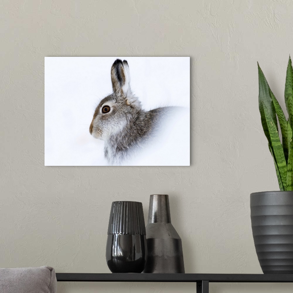 A modern room featuring Mountain hare (Lepus timidus) in winter snow, Scottish Highlands, Scotland, United Kingdom, Europe