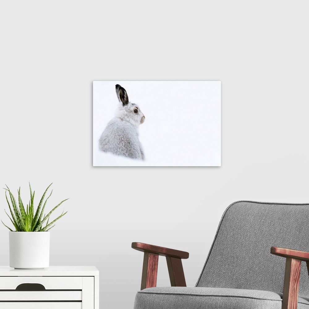 A modern room featuring Mountain hare portrait (Lepus timidus) in winter snow, Scottish Highlands, Scotland, United Kingd...
