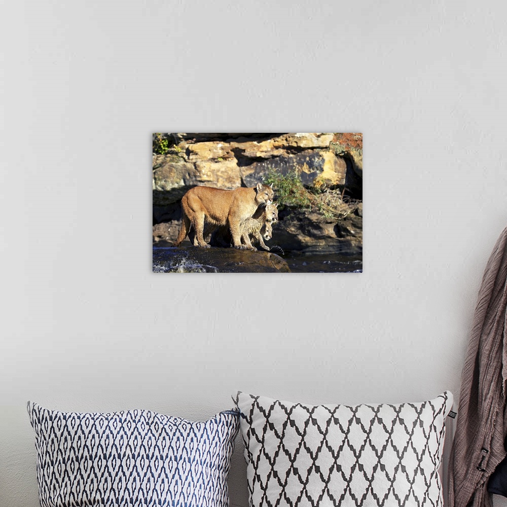 A bohemian room featuring Mountain lion mother and two cubs standing on a rock in a river, Minnesota