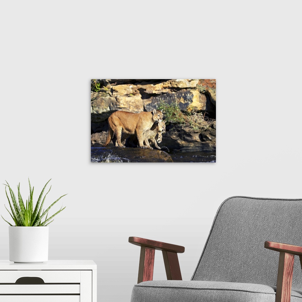 A modern room featuring Mountain lion mother and two cubs standing on a rock in a river, Minnesota