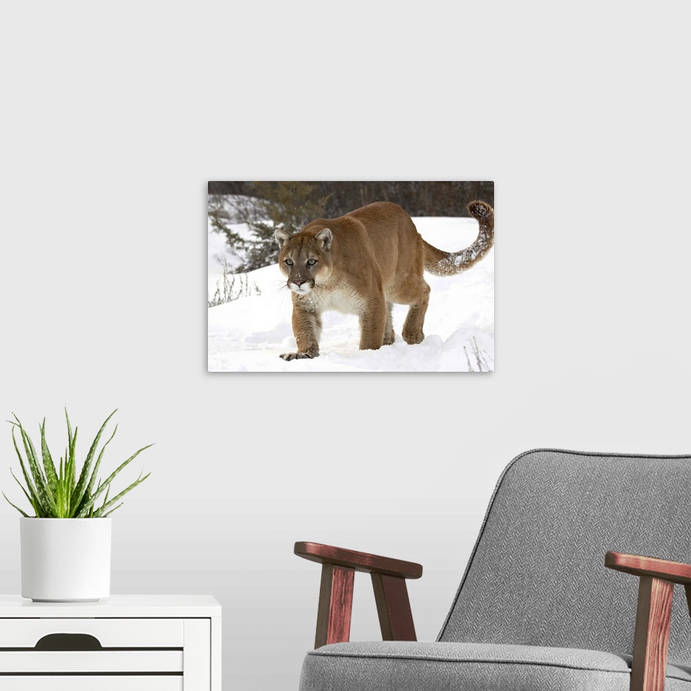 A modern room featuring Mountain lion or cougar (Felis concolor) in snow, near Bozeman, Montana