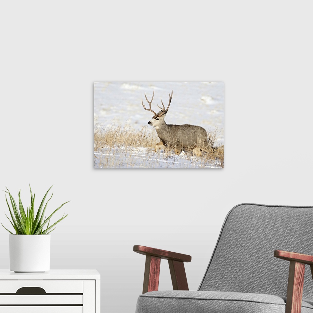 A modern room featuring Mule deer buck in snow, Roxborough State Park, Colorado