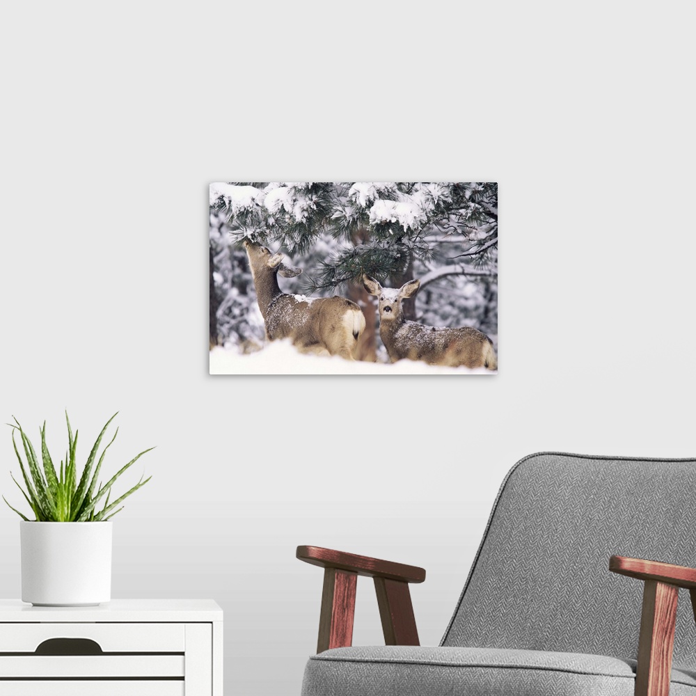 A modern room featuring Mule deer mother and fawn in snow, Boulder, Colorado