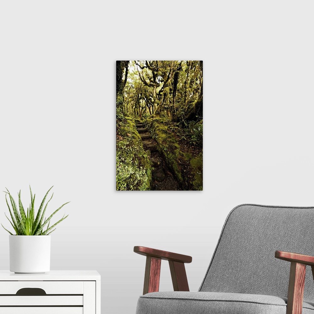 A modern room featuring Native bush at Dawson Falls,  Egmont National Park, New Zealand