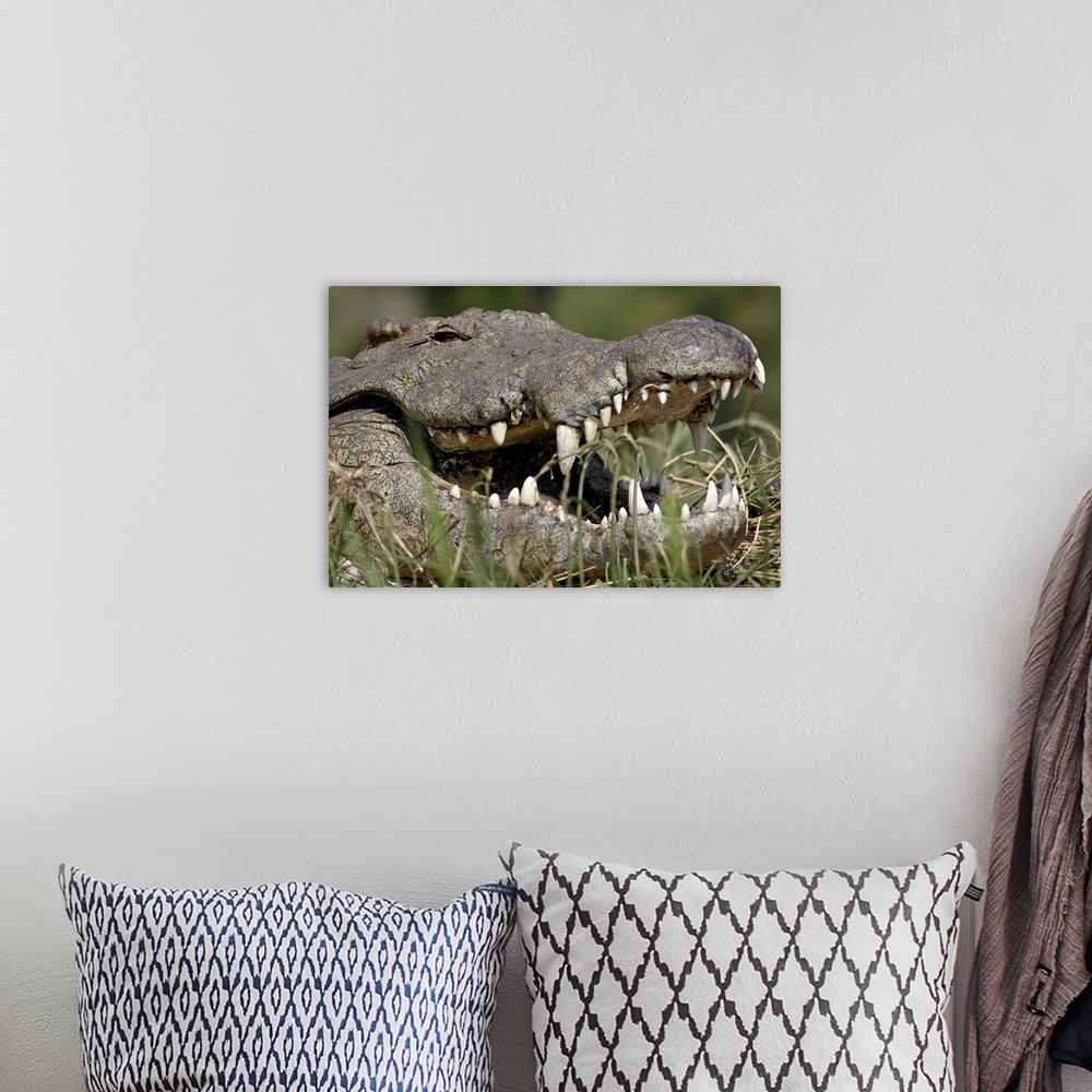A bohemian room featuring Nile Crocodile with mouth open, Kruger National Park, South Africa