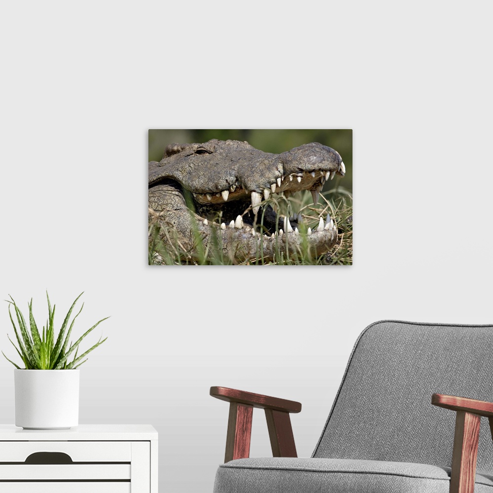 A modern room featuring Nile Crocodile with mouth open, Kruger National Park, South Africa