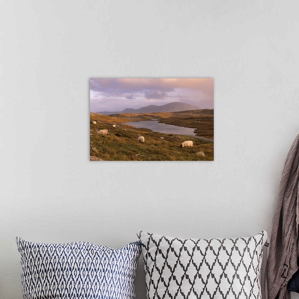 A bohemian room featuring North Harris Hills sheep and lochan, Outer Hebrides, Scotland, UK
