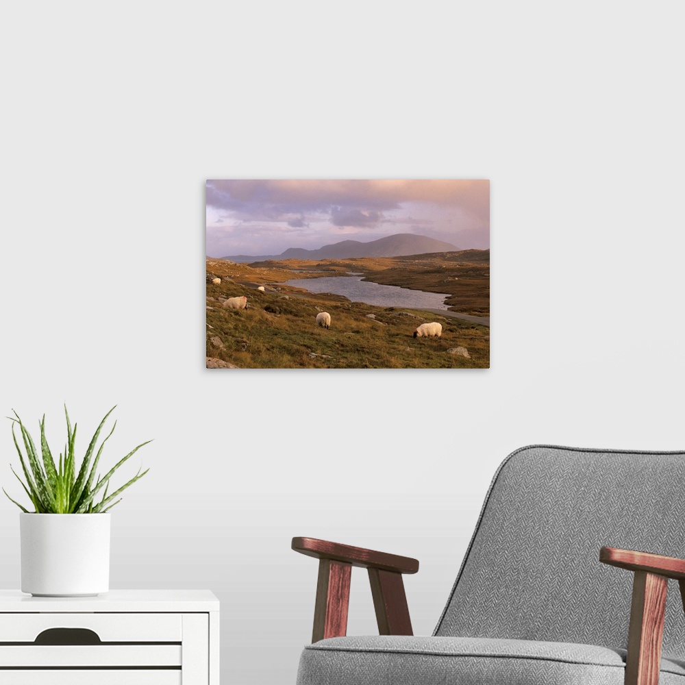 A modern room featuring North Harris Hills sheep and lochan, Outer Hebrides, Scotland, UK