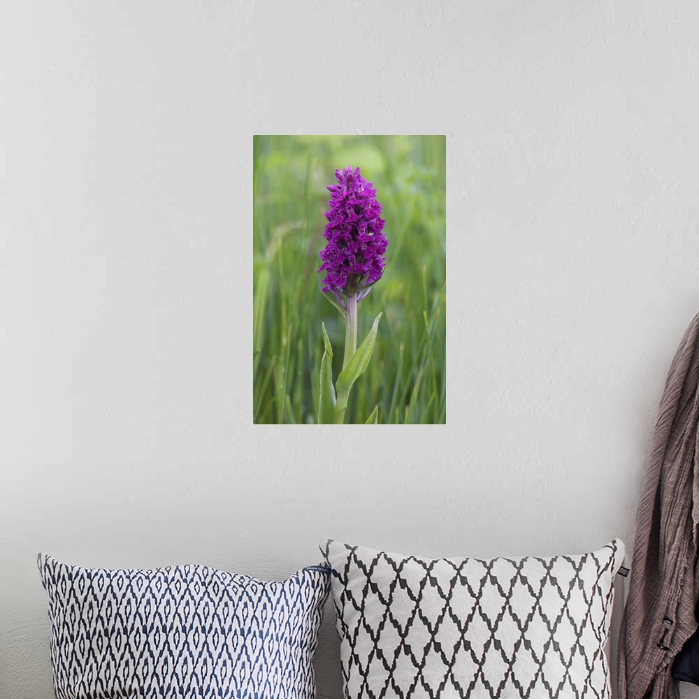 A bohemian room featuring Northern marsh orchid, Craignure, Mull, Inner Hebrides, Scotland, UK