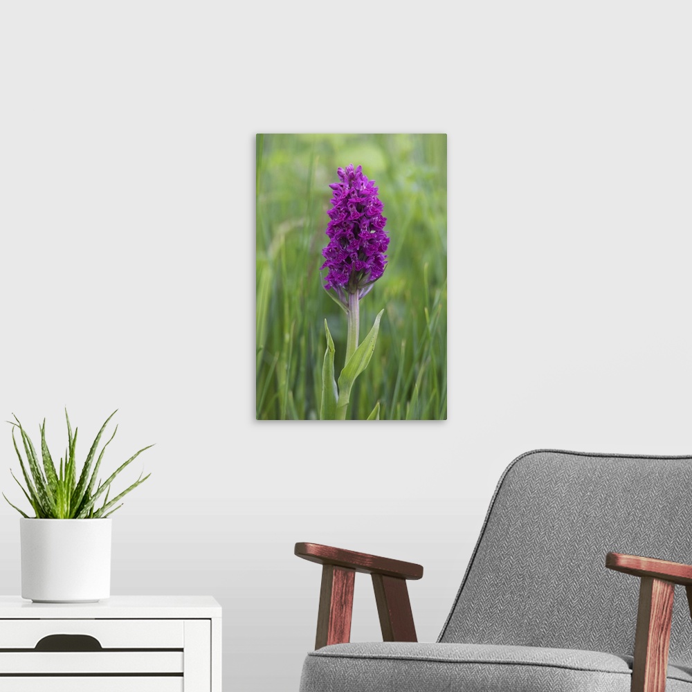A modern room featuring Northern marsh orchid, Craignure, Mull, Inner Hebrides, Scotland, UK