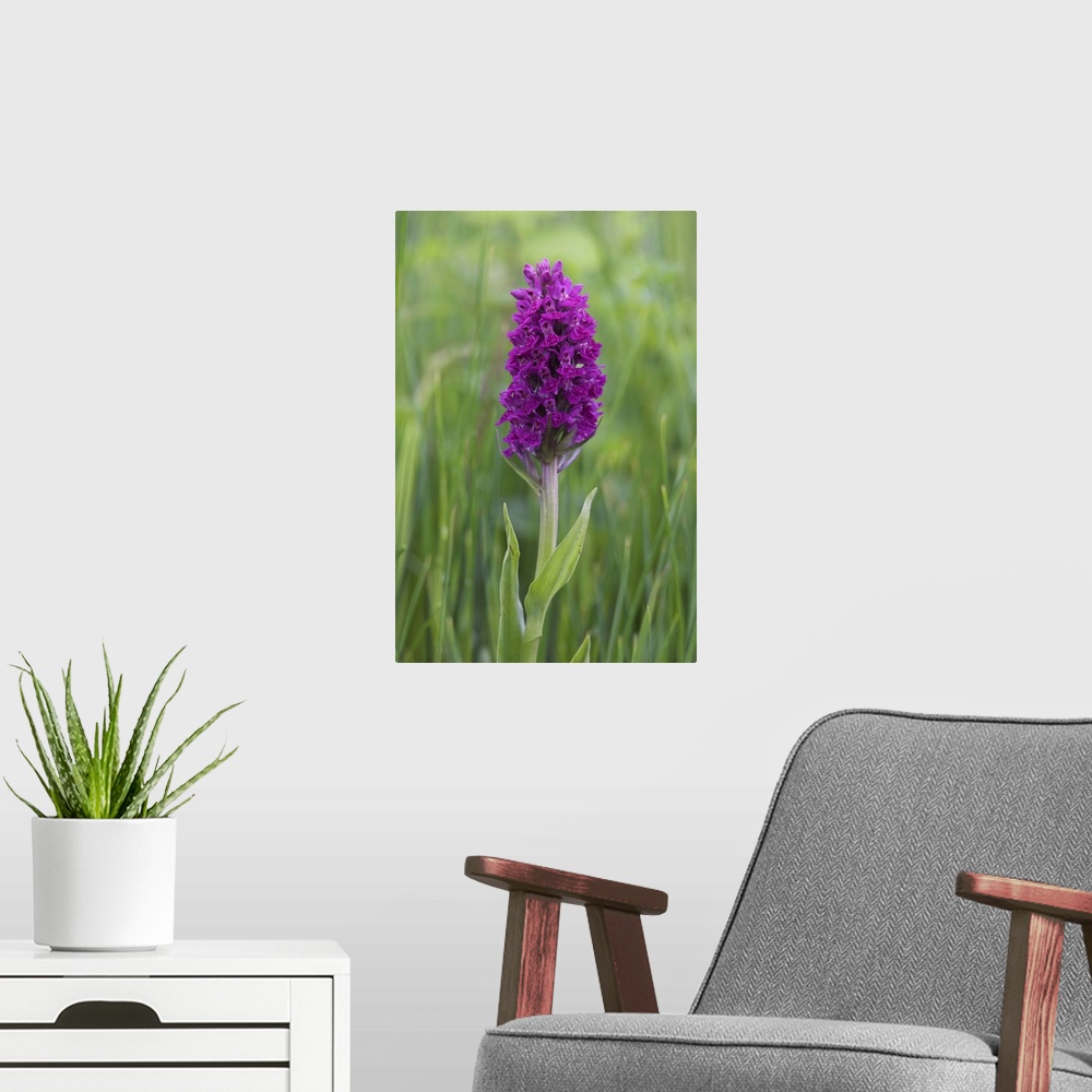 A modern room featuring Northern marsh orchid, Craignure, Mull, Inner Hebrides, Scotland, UK