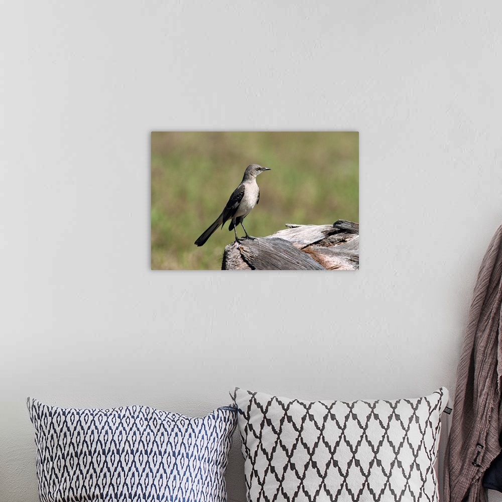 A bohemian room featuring Northern mockingbird, South Florida, USA