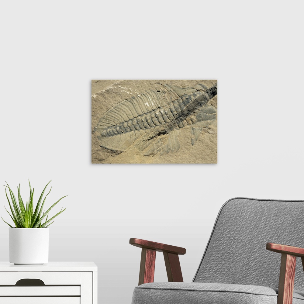 A modern room featuring Ogygiopsis klotzi, fossil, trilobite 50mm long, ambrian, Yoho, Canada