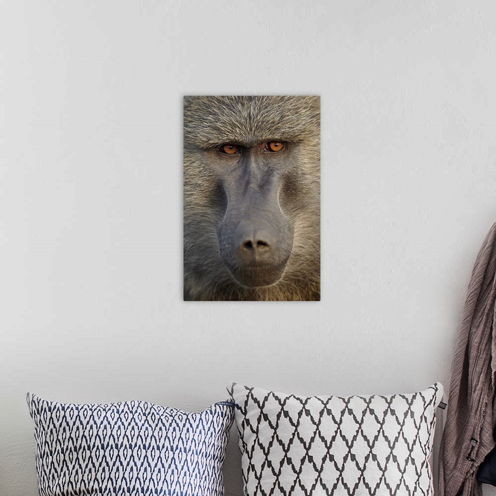 A bohemian room featuring Olive baboon, Serengeti National Park, Tanzania, East Africa
