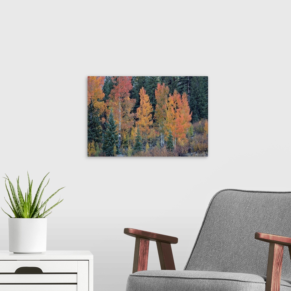 A modern room featuring Orange aspens in the fall, San Juan National Forest, Colorado, USA