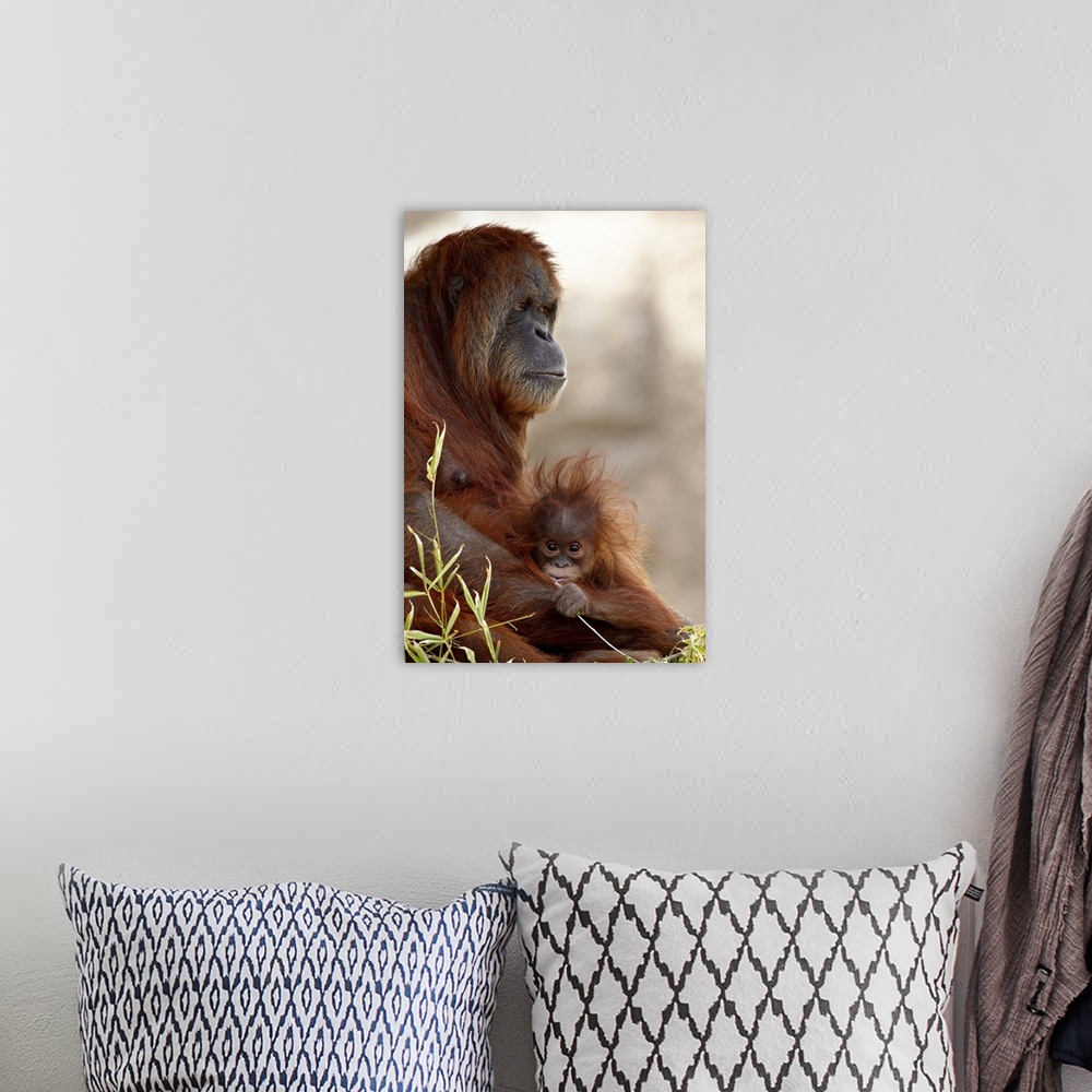 A bohemian room featuring Orangutan mother and baby, Rio Grande Zoo, Albuquerque, New Mexico