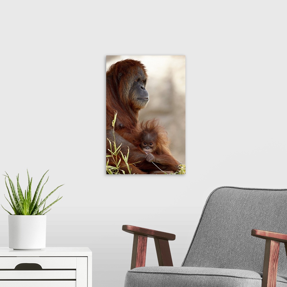 A modern room featuring Orangutan mother and baby, Rio Grande Zoo, Albuquerque, New Mexico