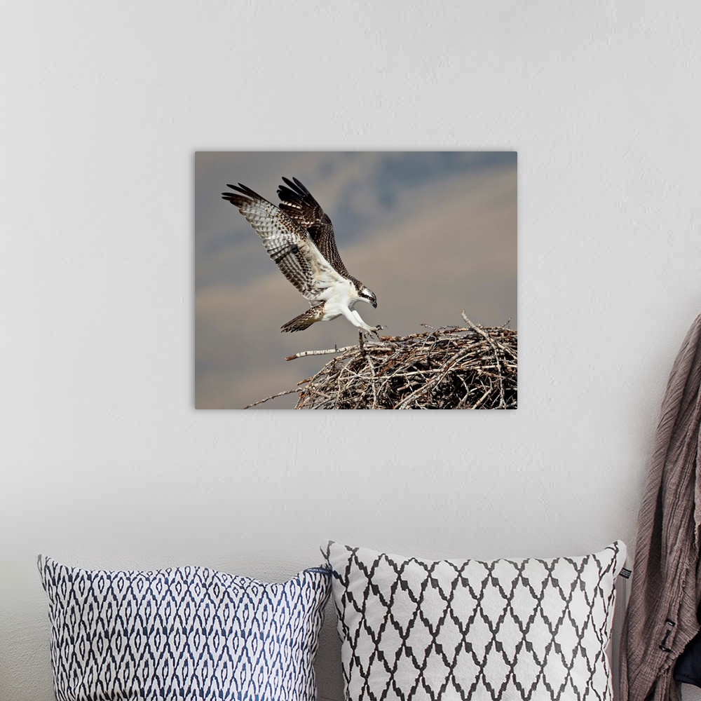 A bohemian room featuring Osprey landing on its nest, Lemhi County, Idaho
