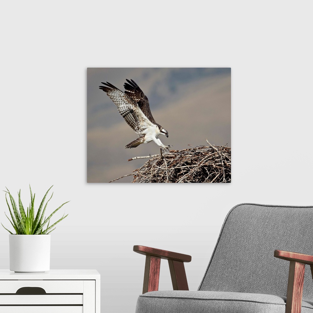 A modern room featuring Osprey landing on its nest, Lemhi County, Idaho