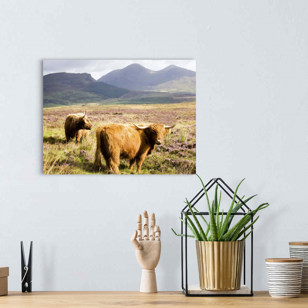 A bohemian room featuring Pair of Highland cows grazing among heather, Isle of Skye, Highlands, Scotland