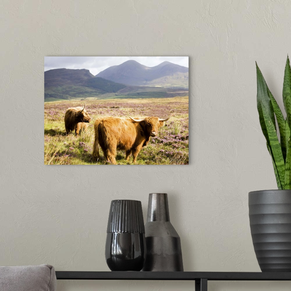 A modern room featuring Pair of Highland cows grazing among heather, Isle of Skye, Highlands, Scotland
