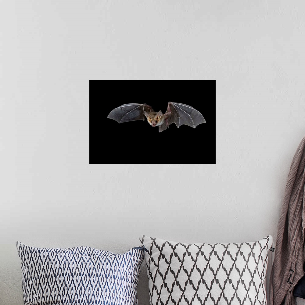 A bohemian room featuring Pallid bat (Antrozous pallidus) in flight, near Portal, Arizona