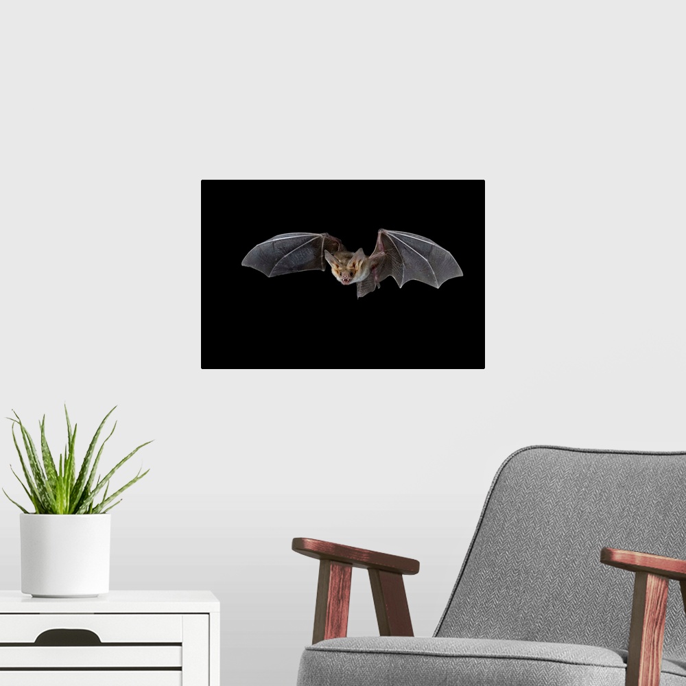 A modern room featuring Pallid bat (Antrozous pallidus) in flight, near Portal, Arizona