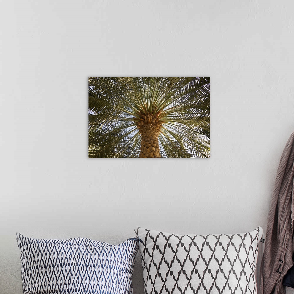 A bohemian room featuring Palm tree