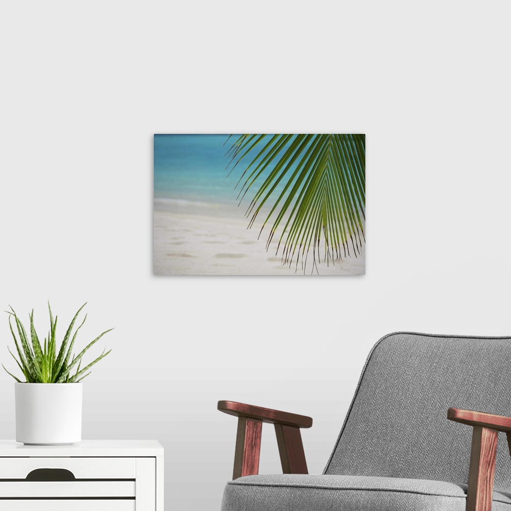 A modern room featuring Palm tree leaf and tropical beach, Maldives, Indian Ocean, Asia