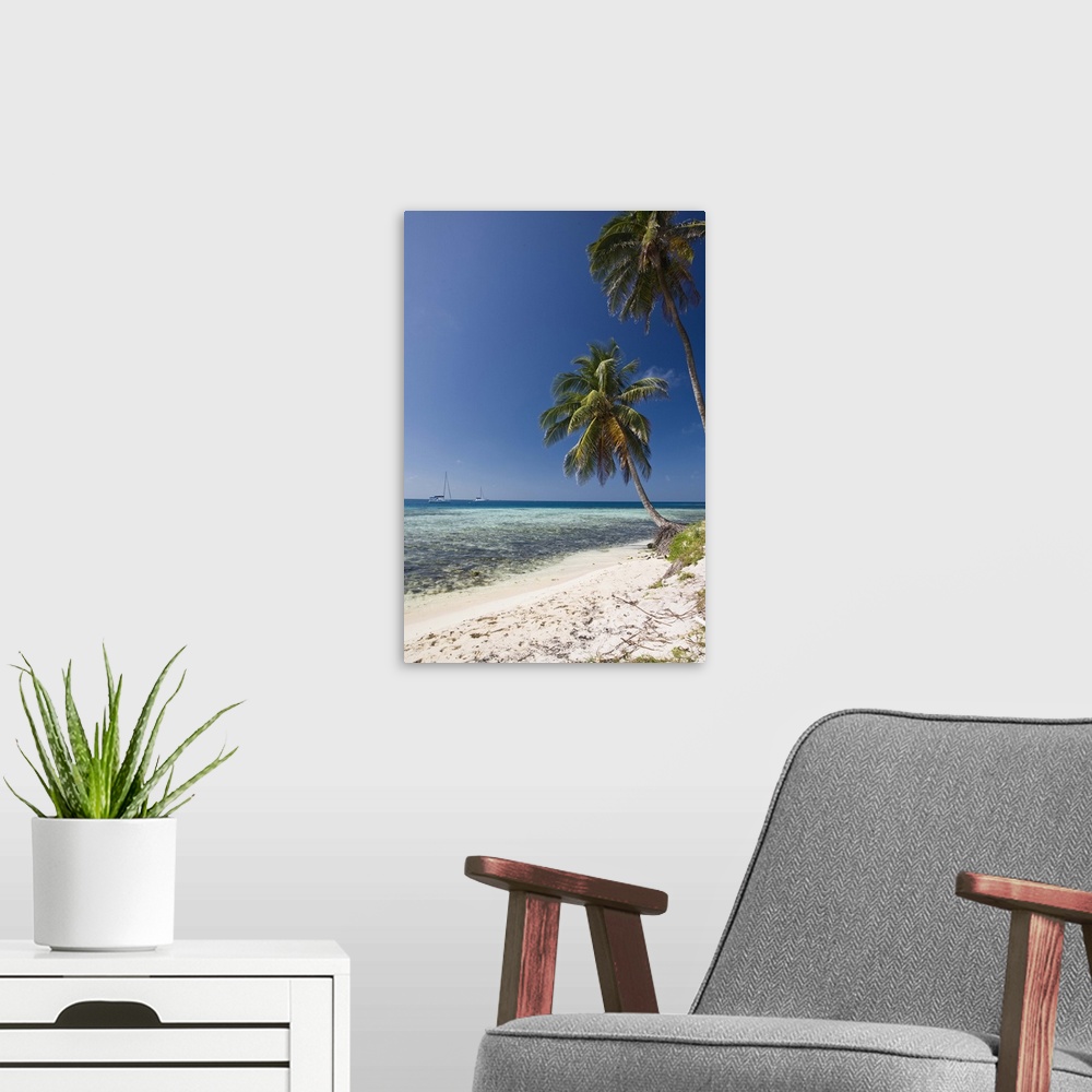 A modern room featuring Palm trees on beach, Silk Caye, Belize, Central America