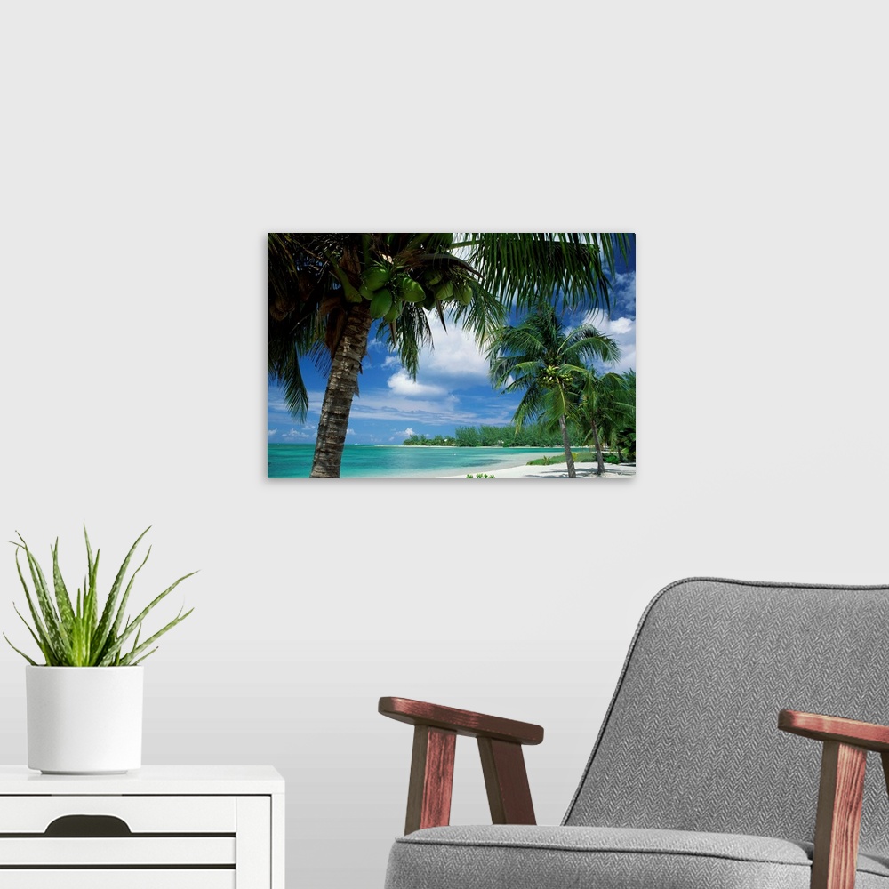 A modern room featuring Palms on shore, Cayman Kai near Rum point, Grand Cayman, Cayman Islands