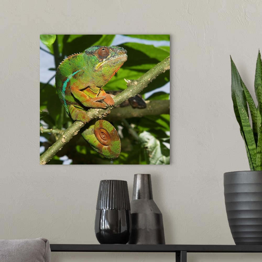 A modern room featuring Panther chameleon (Furcifer pardalis), Madagascar, Africa