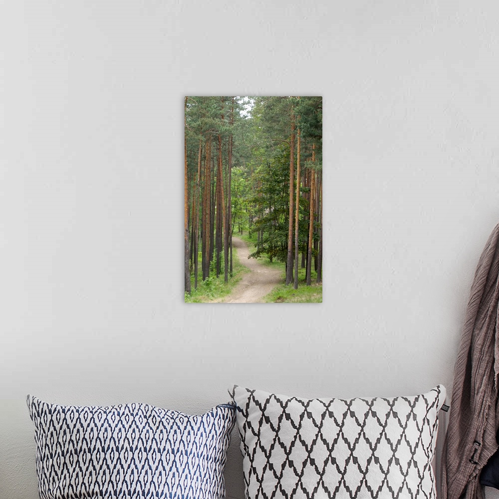 A bohemian room featuring Path through pine forest, near Riga, Latvia, Baltic States