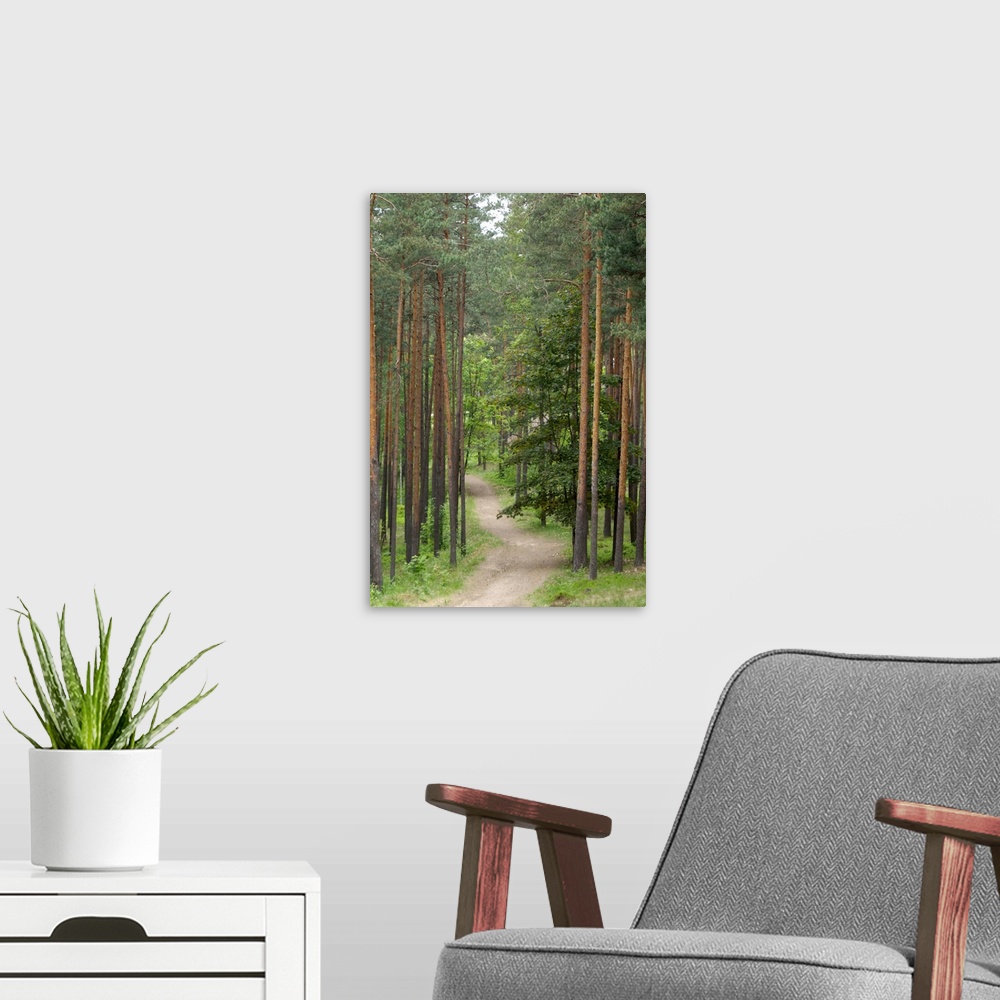 A modern room featuring Path through pine forest, near Riga, Latvia, Baltic States