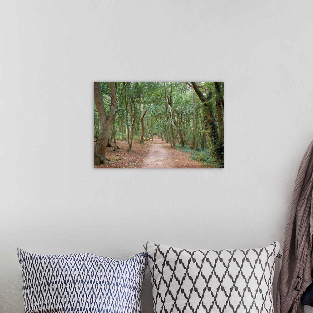 A bohemian room featuring Path through the forest in summer, Avon, England, United Kingdom, Europe