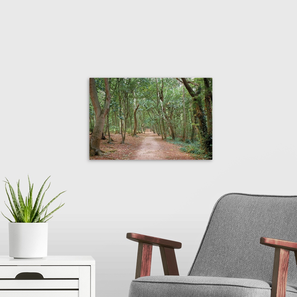 A modern room featuring Path through the forest in summer, Avon, England, United Kingdom, Europe