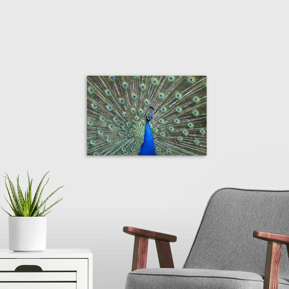 A modern room featuring Peacock in the gardens of Schloss Ambras, a Renaissance castle and palace located in the hills ab...