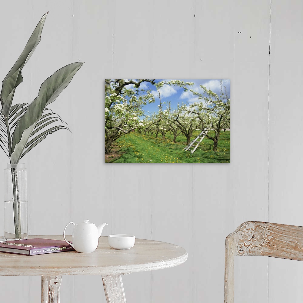 A farmhouse room featuring Pear blossom in orchard, Holt Fleet, Worcestershire, England, United Kingdom, Europe
