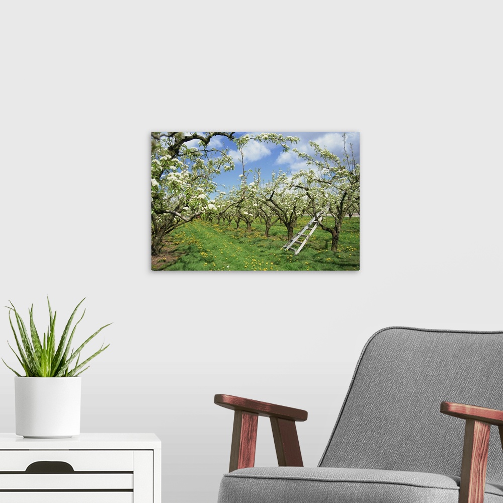 A modern room featuring Pear blossom in orchard, Holt Fleet, Worcestershire, England, United Kingdom, Europe