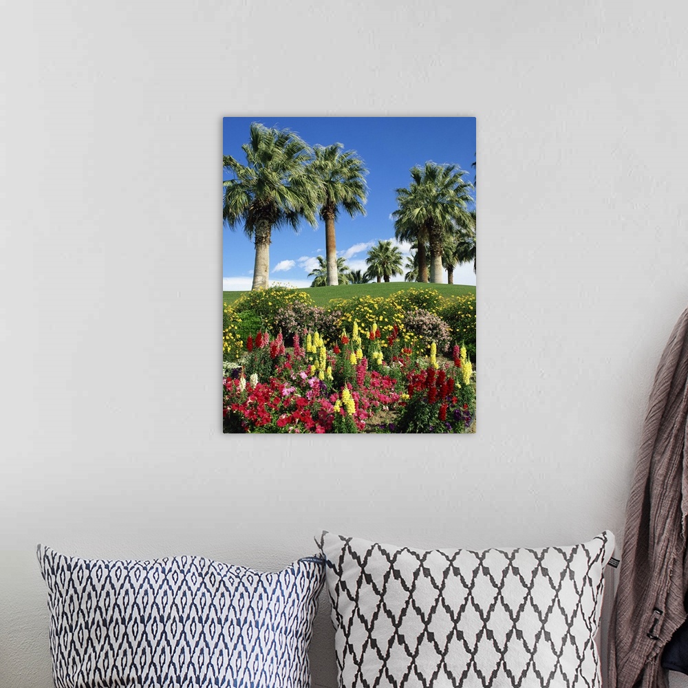 A bohemian room featuring Petunias, antirrhinum flowers with palms, Desert Palm Springs, California, USA