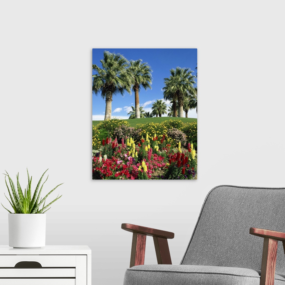 A modern room featuring Petunias, antirrhinum flowers with palms, Desert Palm Springs, California, USA