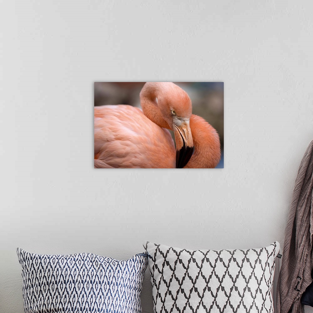 A bohemian room featuring Pink flamingo in Curacao, Netherlands Antilles, Caribbean, Central America