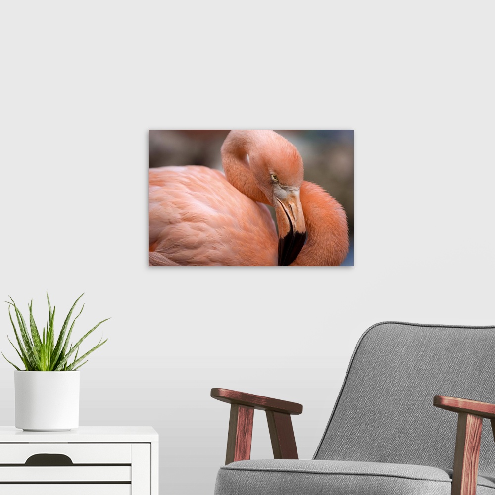 A modern room featuring Pink flamingo in Curacao, Netherlands Antilles, Caribbean, Central America