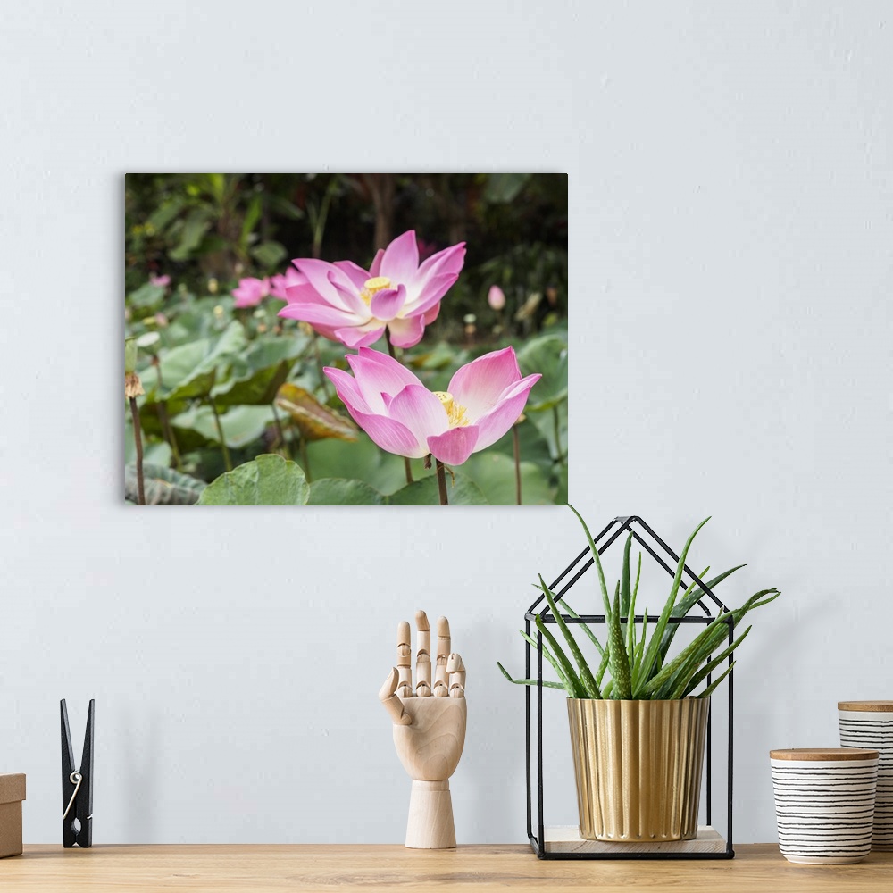 A bohemian room featuring Pink lotus, Bali, Indonesia, Southeast Asia, Asia