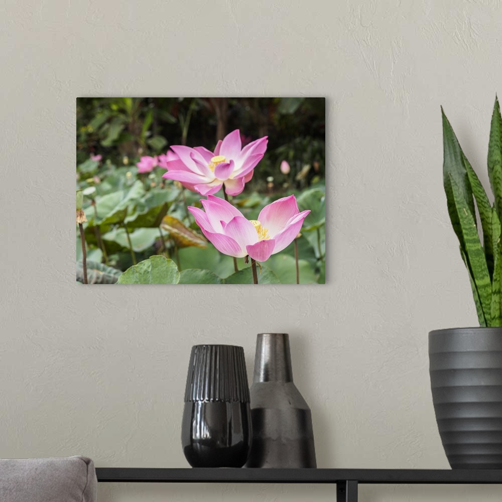 A modern room featuring Pink lotus, Bali, Indonesia, Southeast Asia, Asia