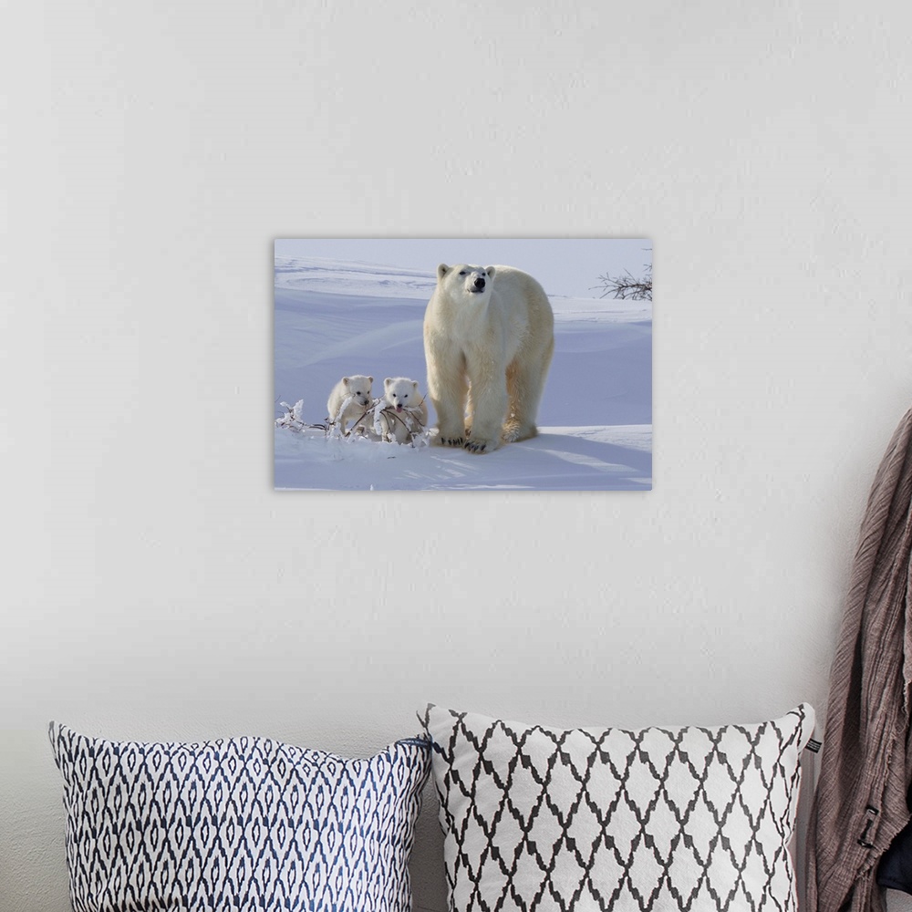 A bohemian room featuring Polar bear and cubs, Wapusk National Park, Manitoba, Canada