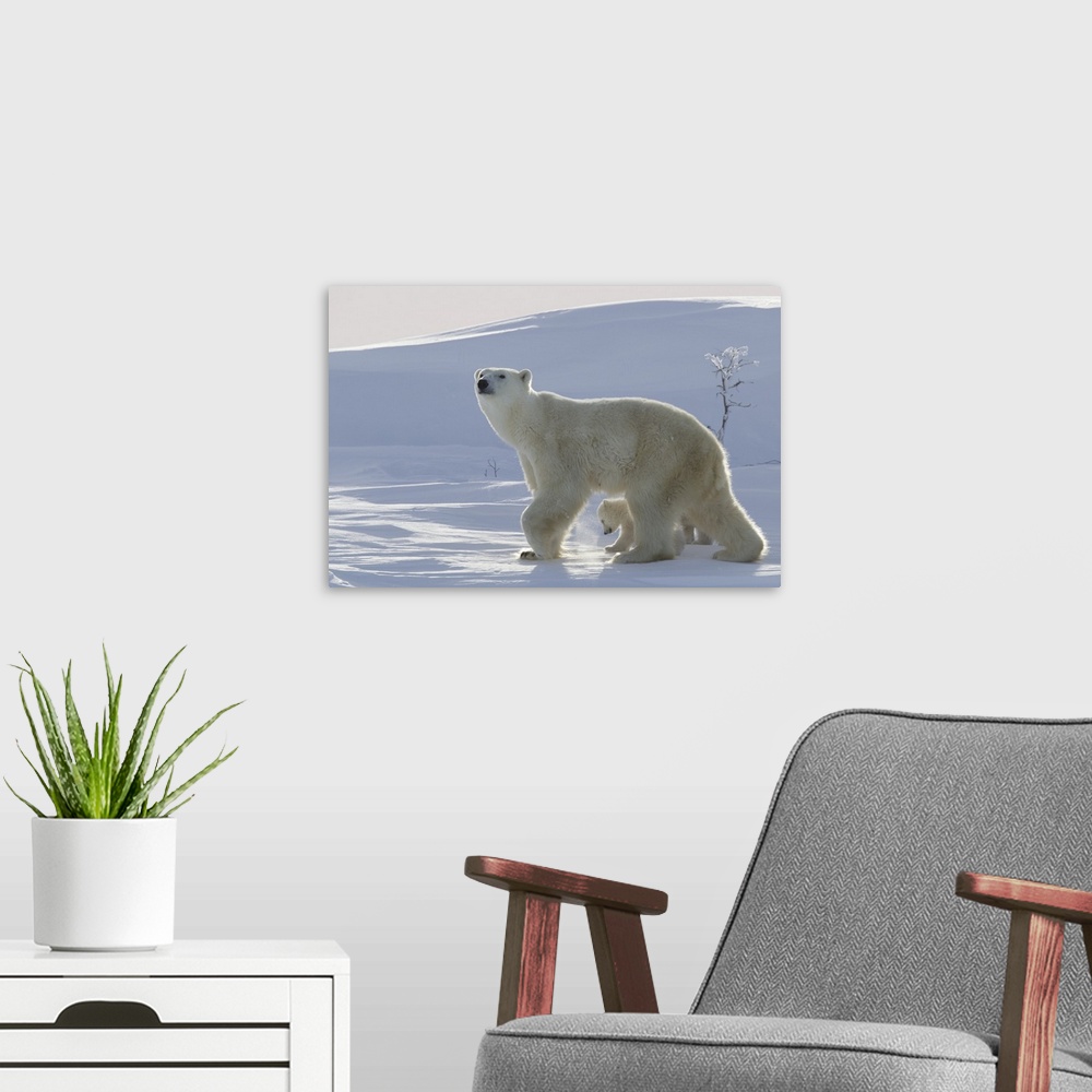 A modern room featuring Polar bear and cubs, Wapusk National Park, Manitoba, Canada