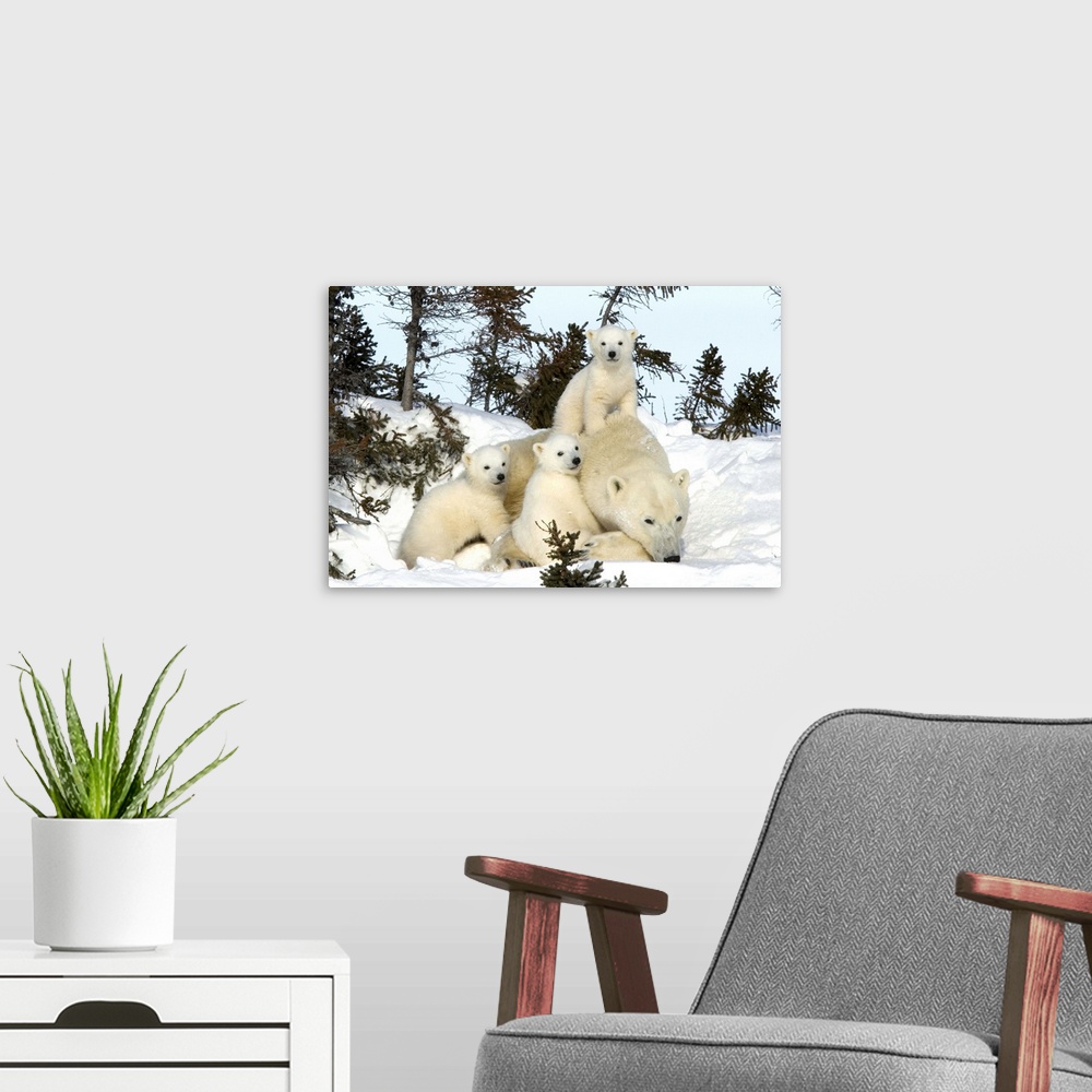 A modern room featuring Polar bear mother with triplets, Churchill, Hudson Bay, Manitoba, Canada