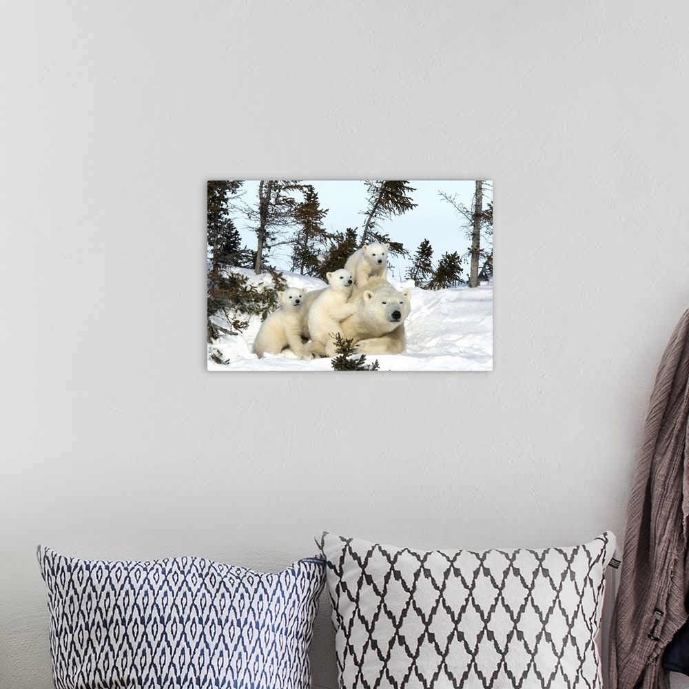 A bohemian room featuring Polar bear mother with triplets, Churchill, Hudson Bay, Manitoba, Canada